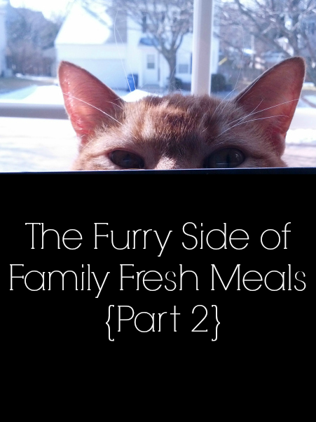 the furry side of family fresh meals {part 2} sheba® cat food review
