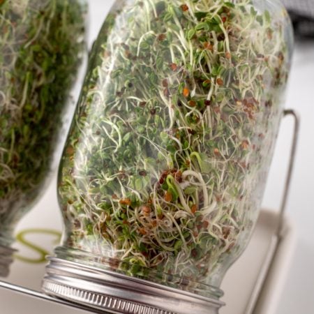 How to Grow Micro Sprouts