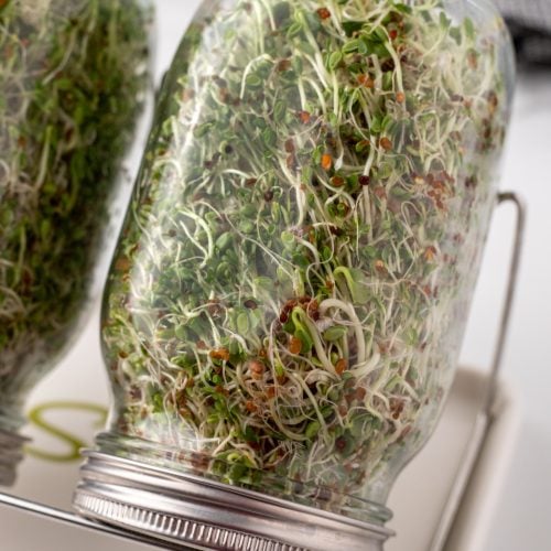 How to Grow Microsprouts