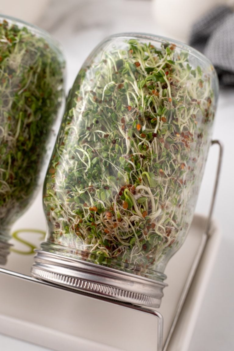 How to Grow Micro Sprouts