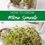 How to Grow Microsprouts from Home Fresh Food